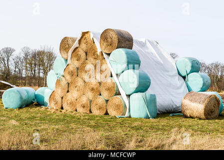 En forme de pyramide d'or pile de bottes de paille, avec et sans couvercle en plastique. Banque D'Images