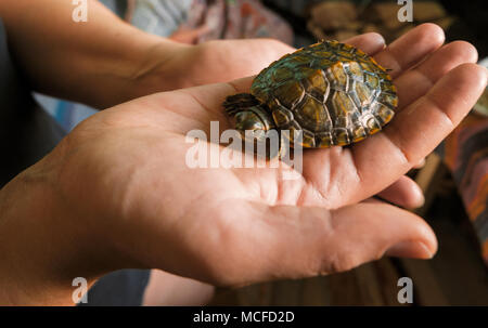 Bébé tortue dans une main. Les petites tortues, animal dans les mains des filles Banque D'Images