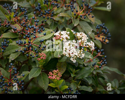 Une laurestine (Viburnum tinus) sur l'île de Cres Banque D'Images