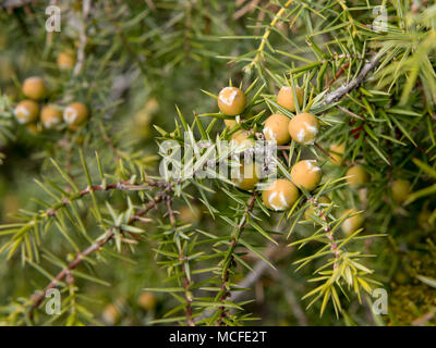 Le genévrier cade (Juniperus oxycedrus) avec des fruits au début du printemps Banque D'Images