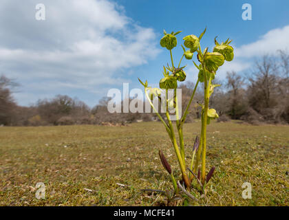 Un green hellebore fleuri sur l'île de Cres (Croatie) Banque D'Images