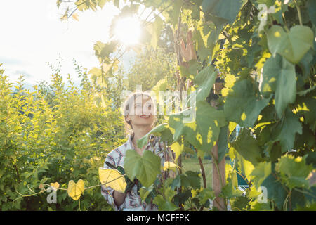 Woman in garden contrôle de la vigne Banque D'Images