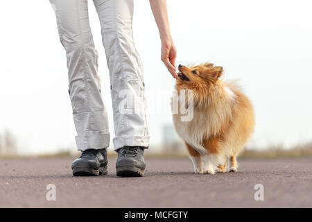 Entraîneur de chien donne un Shetland Sheepdog a traiter Banque D'Images