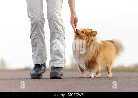 Entraîneur de chien donne un Shetland Sheepdog a traiter Banque D'Images