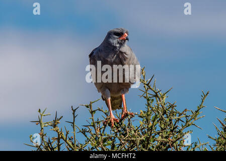 Le chant SOMBRE MELIERAX METABATES (Autour des palombes) perché sur un arbre haut, SERENGETI NATIONAL PARK, TANZANIA Banque D'Images