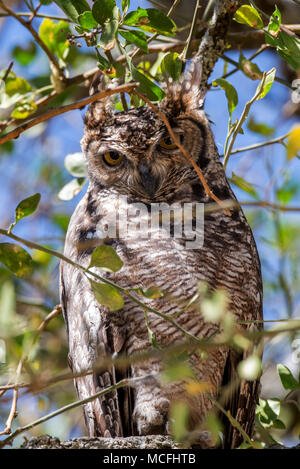 Grand-duc de verreaux AKA GIANT EAGLE OWL (BUBO LACTEUS) perché sur BRANCHE, parc national de Serengeti, Tanzanie Banque D'Images