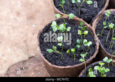 Brassica oleracea acephala. Kale 'Nero di Toscana' plants en pots dans une serre. UK. Kale / chou noir de Toscane Banque D'Images