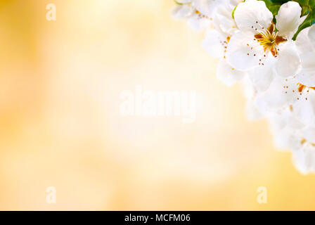 Arrière-plan de printemps décoration avec apple blossoms. Focus sélectif. Banque D'Images