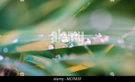 Gouttes d'eau sur l'herbe verte (macro image) Banque D'Images