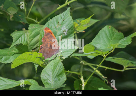 03392-01002 (Polygonia interrogationis Interrogation) Marion Co. IL Banque D'Images