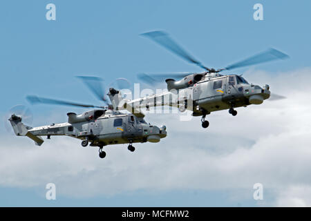 Une paire de Wildcat AgustaWestland HMA Mk 2s à partir de 825 sont actuellement NAS piloté par le Royal Navys Black Cats Aerobatic Équipe d'affichage Banque D'Images