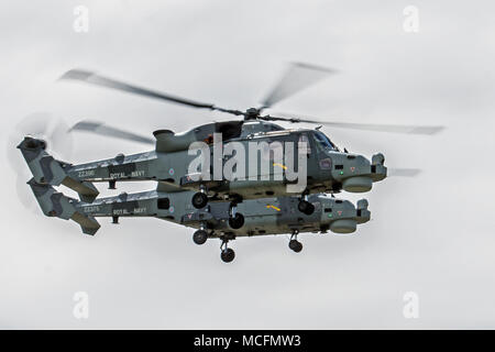 Une paire de Wildcat AgustaWestland HMA Mk 2s à partir de 825 sont actuellement NAS piloté par le Royal Navys Black Cats Aerobatic Équipe d'affichage Banque D'Images