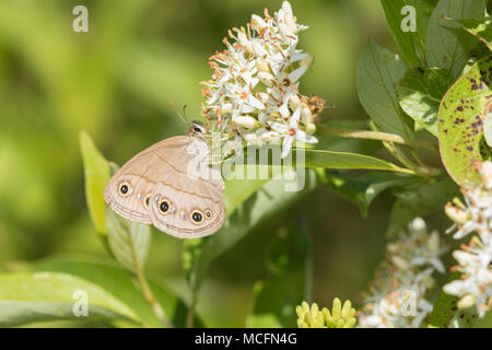 03493-00203 peu Wood-Satyr (Megisto cymela) sur Swamp cornouillers (Cornus racemosa) Reynolds Co. MO Banque D'Images