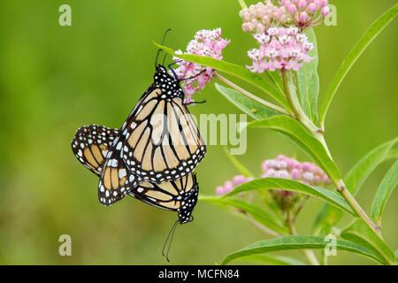 03536-04919 le monarque (Danaus plexippus) accouplement mâle et femelle sur l'Asclépiade incarnate (Asclepias incarnata) Marion Co., IL Banque D'Images