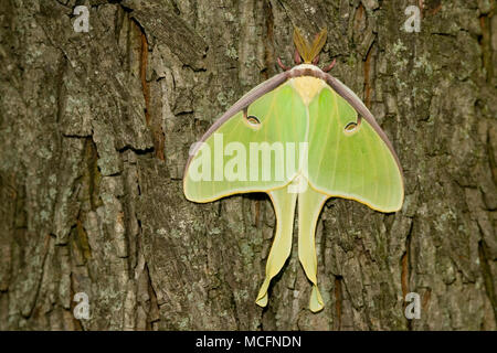 04000-002.10 Luna Moth (Actias luna) Marion Co. IL Banque D'Images