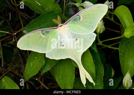 04000-002.17 Luna Moth (Actias luna) sur Carnaby Clematis (Clematis sp) Marion Co. IL Banque D'Images