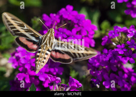 04011-00207-blanc bordée Sphinx moth (Hyles lineata) sur Homestead Purple Verveine (Verbena canadensis 'Homestead Purple'), Marion Co. IL Banque D'Images