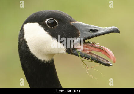 Un head shot d'une bernache du Canada (Branta canadensis) avec son bec ouvert et sa langue. Banque D'Images