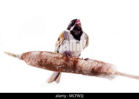 Homme Reed Bunting Emberiza schoeniclus, blackcap (chant) tout en restant assis sur s/n de reed mace (Typha), SWAMP résident. Love Serenade Banque D'Images