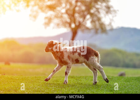 Happy little lamb courir et sauter dans l'aube lumière chaude sur belle prairie Banque D'Images