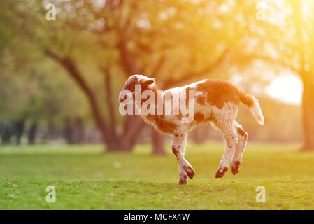 Happy little lamb courir et sauter dans l'aube lumière chaude sur belle prairie Banque D'Images