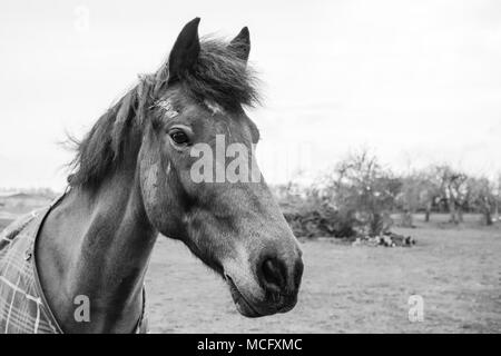 Détaillée d'un cheval hongre montrant la boue sur son visage, ayant récemment eu un rouleau dans le paddock en arrière-plan. Il peut être vu portant un manteau. Banque D'Images