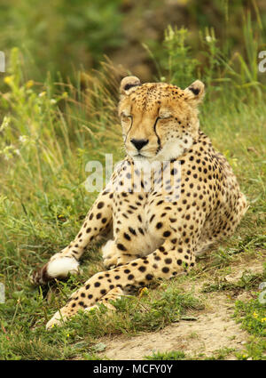 Un guépard une sieste sur une chaude après-midi. Banque D'Images