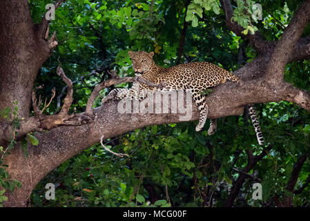 LEOPARD (Panthera pardus) reposant dans l'arbre, en Zambie Banque D'Images