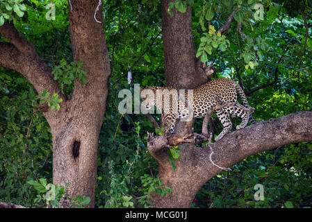 LEOPARD (Panthera pardus) DEBOUT, EN ARBRE, EN ZAMBIE Banque D'Images