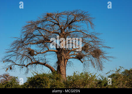 RED-BILLED BUFFALO WEAVER (BUBALORNIS niger) niche dans BAOBAB, Zambie Banque D'Images