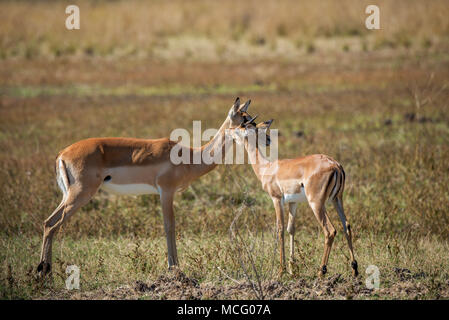 Jeune Impala (Aepyceros melampus) COMITÉ PERMANENT AVEC LA MÈRE, LA ZAMBIE Banque D'Images