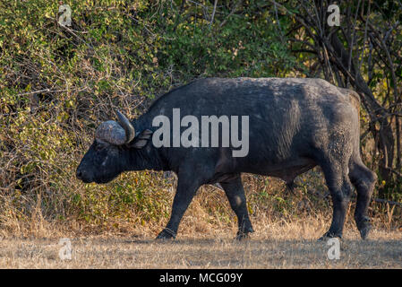 Buffle d'Afrique (Syncerus caffer) MARCHE À TRAVERS LA SAVANE, Zambie Banque D'Images