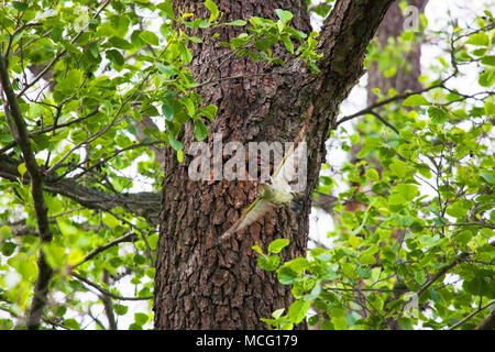 Pic Vert (Picus viridis) nourrir jeune poussin, la Suède. Banque D'Images