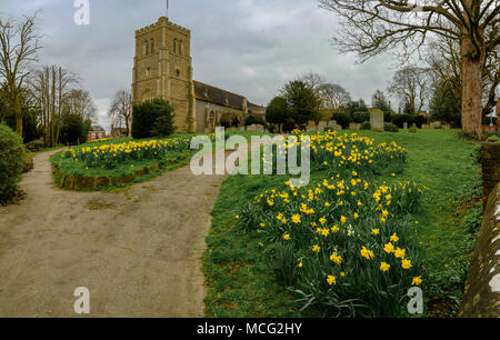 St Etheldreda's Church et cimetière avec floraison des jonquilles à Hatfield, Angleterre Banque D'Images