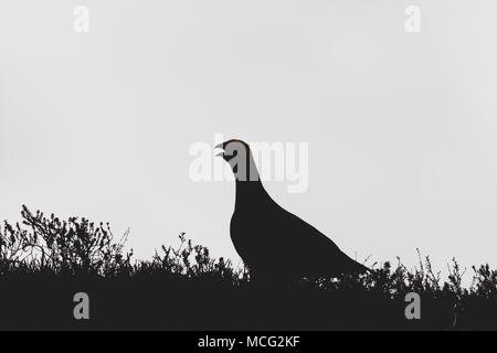 Lagopède des saules appelant les maures de sur le terrain dans la bruyère, près de la silhouette avec un superbe portrait, Ilkley Moor, Yorkshire, UK Banque D'Images