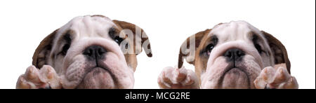 Deux mignon Chiots bulldog Anglais. Portrait sur fond blanc Banque D'Images