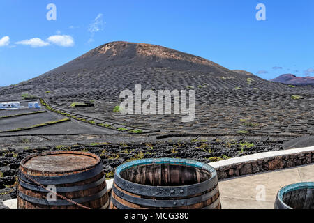 Lanzarote - Wine region La Geria avec le feu des montagnes et des tonneaux de vin Banque D'Images