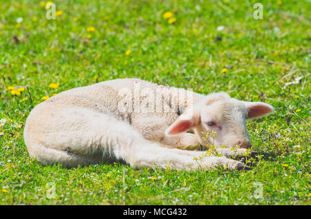 Cute little lamb se reposant dans un pré Banque D'Images