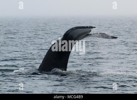 Plongée de baleines à bosse dans la baie de Fundy près de Long Island, Nova Scotia, Canada Banque D'Images