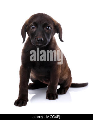 Dachshund puppy de l'implantation et à la recherche à l'appareil photo Banque D'Images