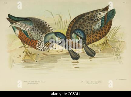 Les oiseaux d'Australie 1890 Broinowsk Gracius Shoveller australienne Banque D'Images