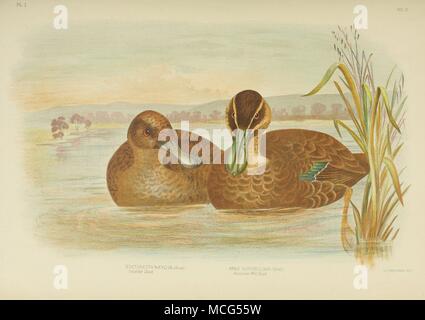 Les oiseaux d'Australie 1890 Broinowsk Gracius canard sauvage Australienne Banque D'Images