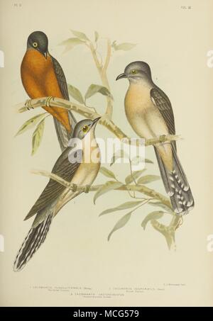 Les oiseaux d'Australie 1890 Broinowsk Gracius Cuckoo Banque D'Images