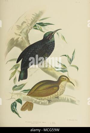 Les oiseaux d'Australie 1890 Broinowsk Gracius Oiseaux Fusil Banque D'Images