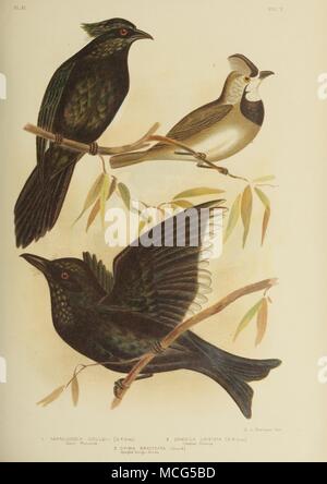 Les oiseaux d'Australie 1890 Broinowsk Gracius migratrice Banque D'Images