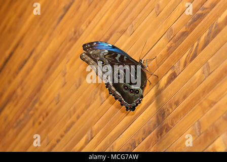 Morpho peleides papillon bleu Peleides (ou conjoint de fait, ou l'empereur morpho) se trouve sur un mur en bois avec des ailes pliées Banque D'Images