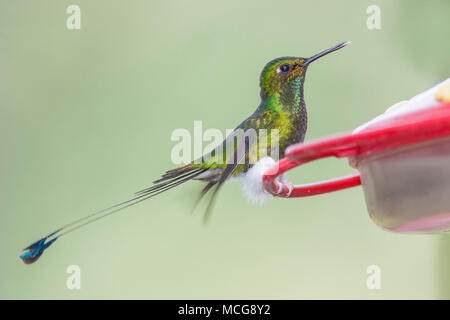 Démarré Racket-tail hummingbird, Ocreatus underwoodii, trouvés à Bellavista Cloud Forest Reserve en Equateur Banque D'Images