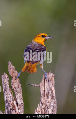 1ère juvénile Printemps Oriole de Bullock, Icterus bullockii, essayant de garder au frais pendant un été chaud sur un ranch dans le sud du Texas. Banque D'Images