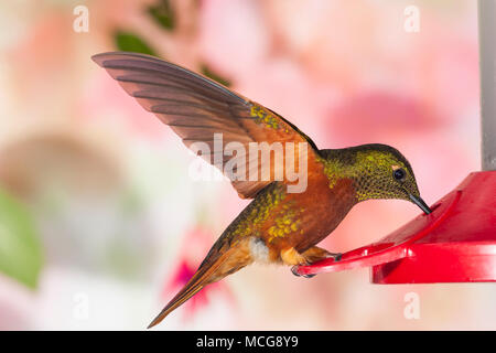 Colibri de Matthews Boissonneaua matthewsii, Hummingbird, à Guango Lodge en Equateur Banque D'Images