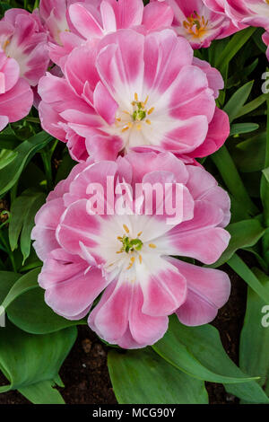 Fin Double Tulipe, Tulipa 'GRANDA", de jardins de Keukenhof en Hollande du Sud des Pays-Bas. Banque D'Images